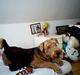 Airedale terrier monty