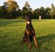 Dobermann Djarco