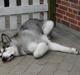 Alaskan malamute anvik