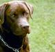 Labrador retriever Anton / Korols Bufas