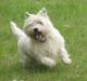 West highland white terrier Gizmo