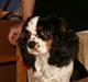 Cavalier king charles spaniel Allways Almighty Xelma RIP Himmelhund.
