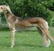 Saluki Tara