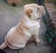 Shar pei China House Best Boy Beau
