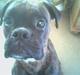 Boxer Ozzy