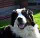 Berner sennenhund Bianca
