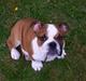 Engelsk bulldog Pumba - R.I.P