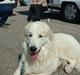 Pyreneerhund Alta Colina`s Bacchus