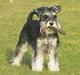 Dvaergschnauzer Nida