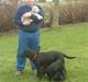 Labrador retriever           (formel1)Vikki 