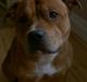 Staffordshire bull terrier ! CH.Cocio--