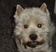West highland white terrier Sivas