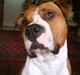 Amerikansk staffordshire terrier Armani A.K.A. "Sheriffen"