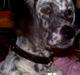 Engelsk setter Molte