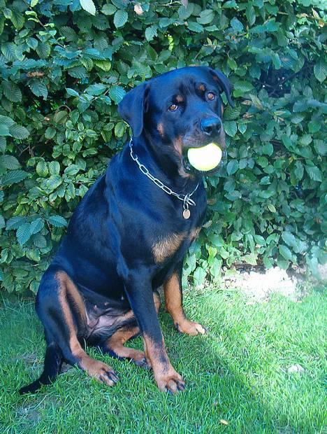 Rottweiler bella - er lige ved at lege med bolden,så kommer mor med det kamera hele tiden! billede 1