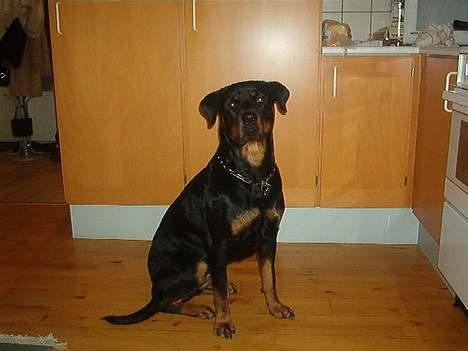 Rottweiler bella billede 3