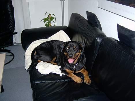 Rottweiler bella billede 2