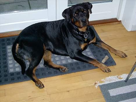 Rottweiler bella billede 5