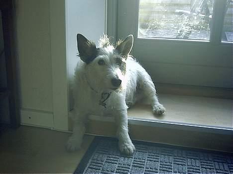 Jack russell terrier Plet † R.I.P. † billede 6