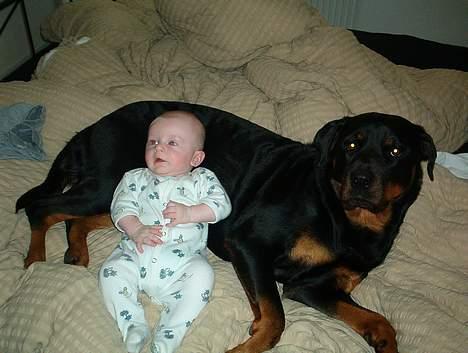 Rottweiler bella - her ligger jeg og passer på min lillebror billede 4