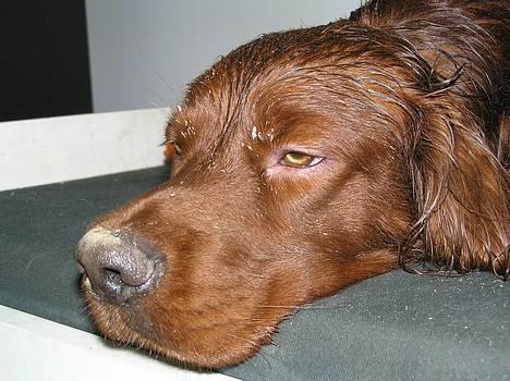 Irsk setter Anton ( død 30/04 2005) - sove....13jan billede 5