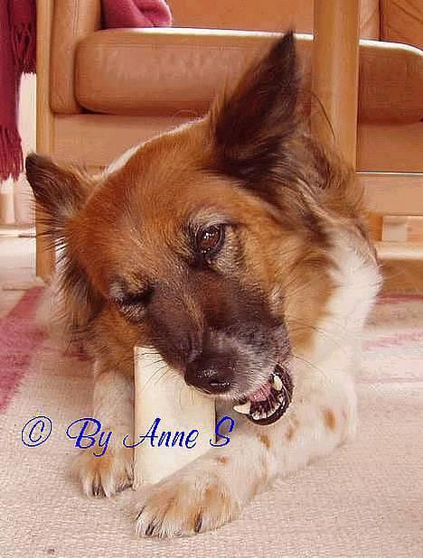 Blanding af racer Fif - *gnave gnave* billede 4