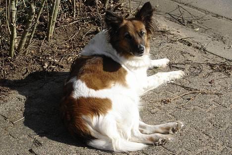 Blanding af racer Fif - Ude og sole sig i forårs solen, 2005, *Hvad?! Kan man nu ikke sole sig uden der skal komme et kamera snigene!* billede 5