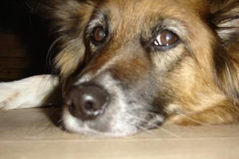 Blanding af racer Fif - 29/1 2005: Fif er efterhånden blevet godt træt af kameraet. Nu kan hun ingengang gemme sig inde under det mørke spisebord. *Bare vent til jeg får fat i det kamerar! Så skal jeg nok ¤/"¤?/#?%&#?")%/&#&)¤?¤)?""=/%&/?#&%/(* billede 6