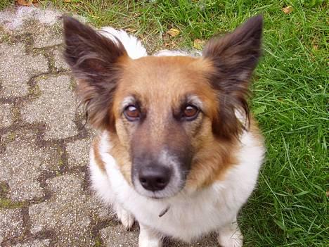 Blanding af racer Fif - Ude i haven. 2004. *Hov! Er det et k-k-kammera i har?? (hjælp!)* billede 7