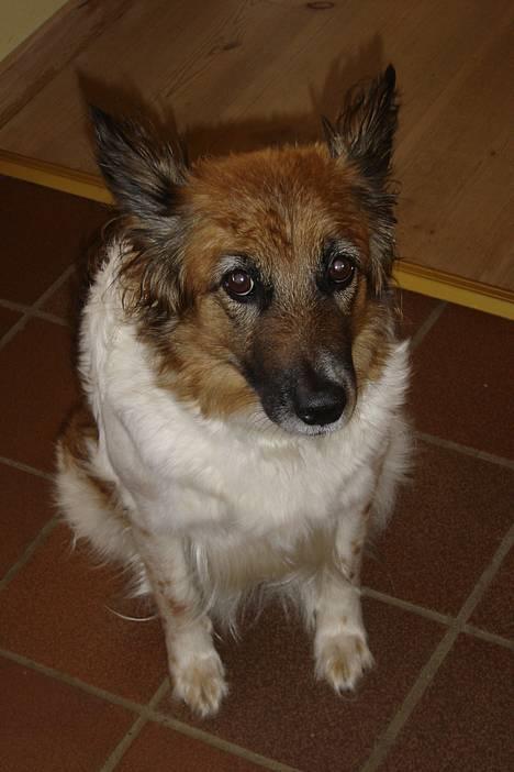 Blanding af racer Fif - Fif har lige været ude i regnvejret *Ha Anne prøv at skælde mig ud nu! Jeg mener... Jeg er da for sød* billede 8