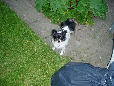 Papillon Alfi  *Død* billede 9