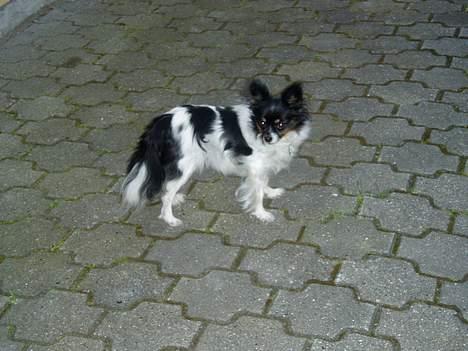 Papillon Alfi  *Død* billede 10