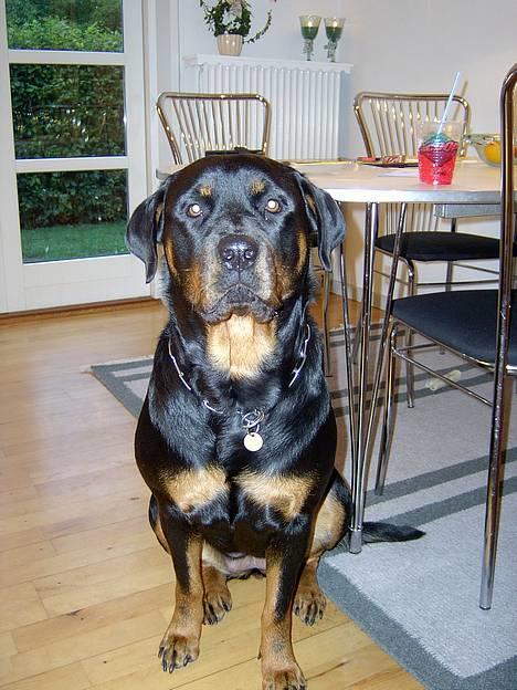 Rottweiler bella billede 6