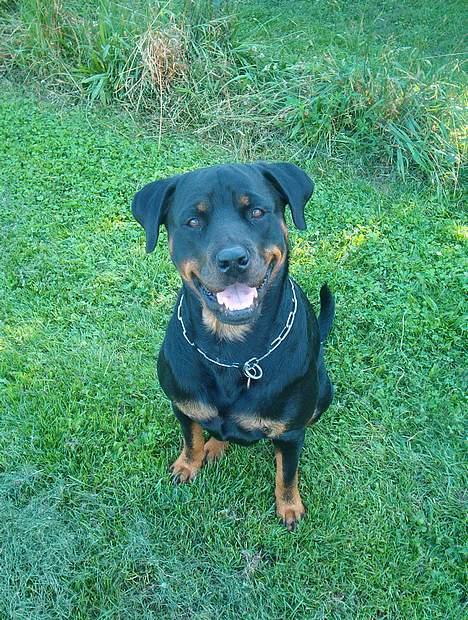 Rottweiler bella billede 7