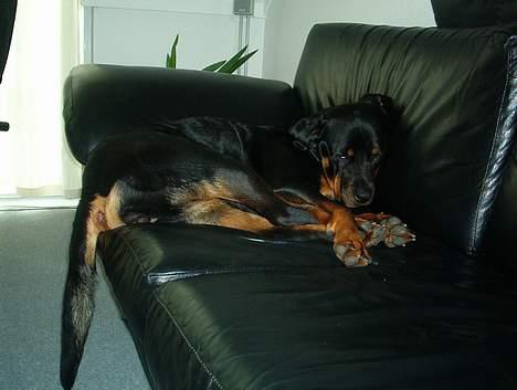 Rottweiler bella - her ligger jeg lige og får en lur i sofaen billede 8