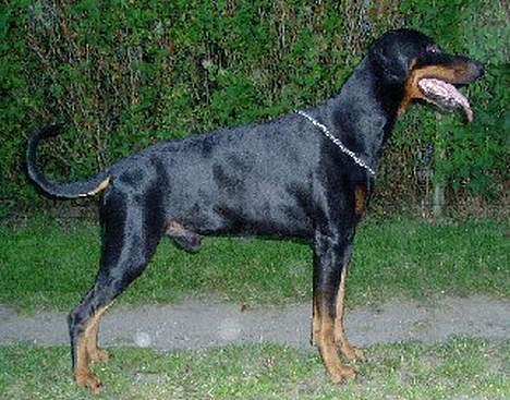 Dobermann Amigo (29/12/99-17/01-08) - Tager hun nu billeder igen, hende "Mor".... billede 6