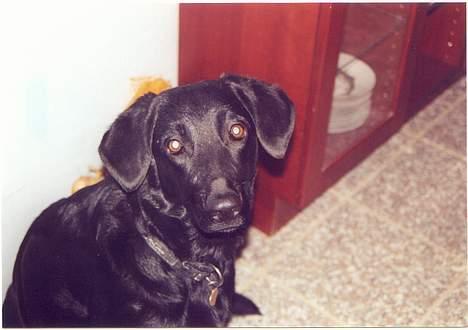 Labrador retriever Lupo #død# - Hej mor er jeg ikke fin?? Man kan ikke se jeg er dum vel??;) billede 3