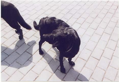 Labrador retriever Lupo #død# - Orh hvad er der mad eller kommer der nogen??;) billede 4