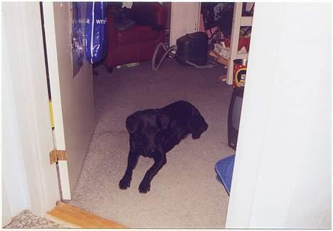 Labrador retriever Lupo #død# - Mor lad være med at tage billeder jeg sover;( billede 5
