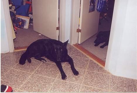 Schæferhund Toftegårdens Jolly #død# - Mor jeg sover kan du ikke tage billeder af lupo??? billede 7