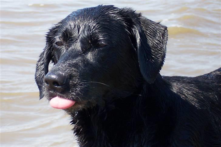 Labrador retriever Molly - Min elskede hund. Vandhunden Molly billede 1