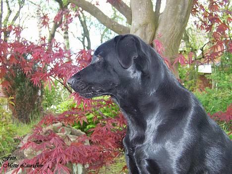 Labrador retriever Molly billede 2