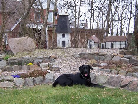 Labrador retriever Molly - Molse pigen billede 7