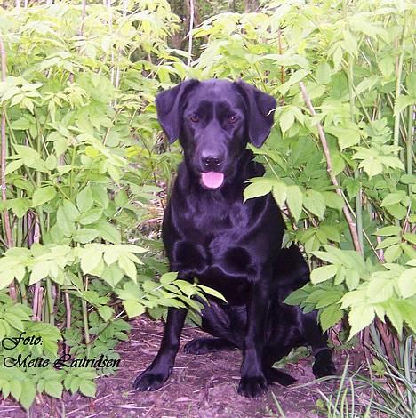 Labrador retriever Molly billede 8