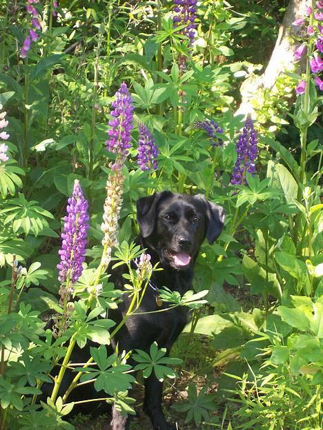 Labrador retriever Molly - Smukke Molly ude i haven billede 3