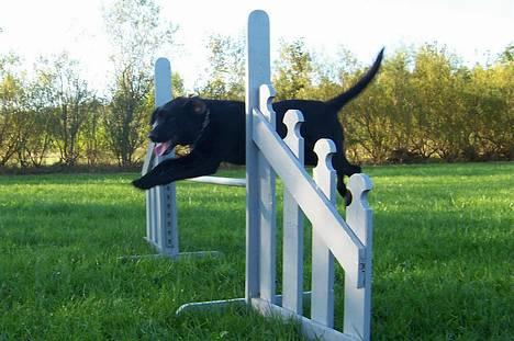 Labrador retriever Molly - Molly billede 4