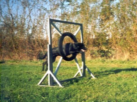 Labrador retriever Molly - Agilityhunden Molly billede 5