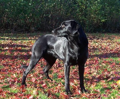 Labrador retriever Molly - Efterårsbillede af Molly. billede 9