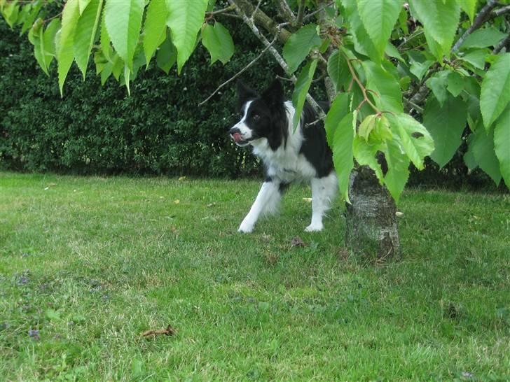 Border collie Freja - Ja.. det er så mig.. billede 1