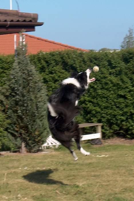 Border collie Freja - Yes.. jeg tror jeg får den.. billede 4